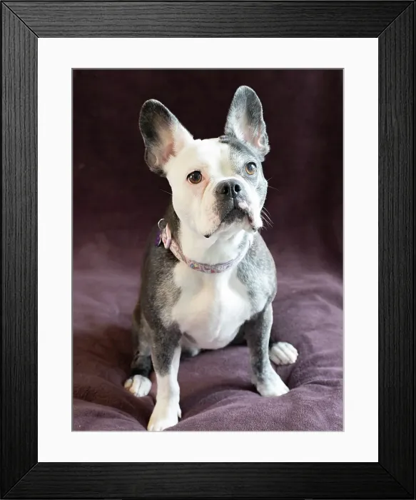 Framed Print : Frenchton dog studio portrait Framed Print : Frenchton dog studio portrait