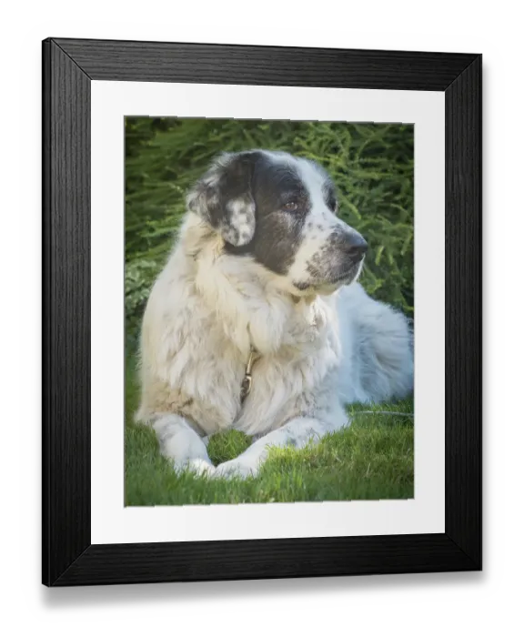 Framed Print : Newfoundland dog portrait Framed Print : Newfoundland dog portrait