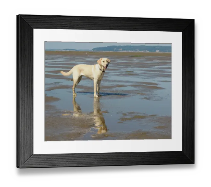Framed Print : Yellow Labrador dog on a beach Framed Print : Yellow Labrador dog on a beach