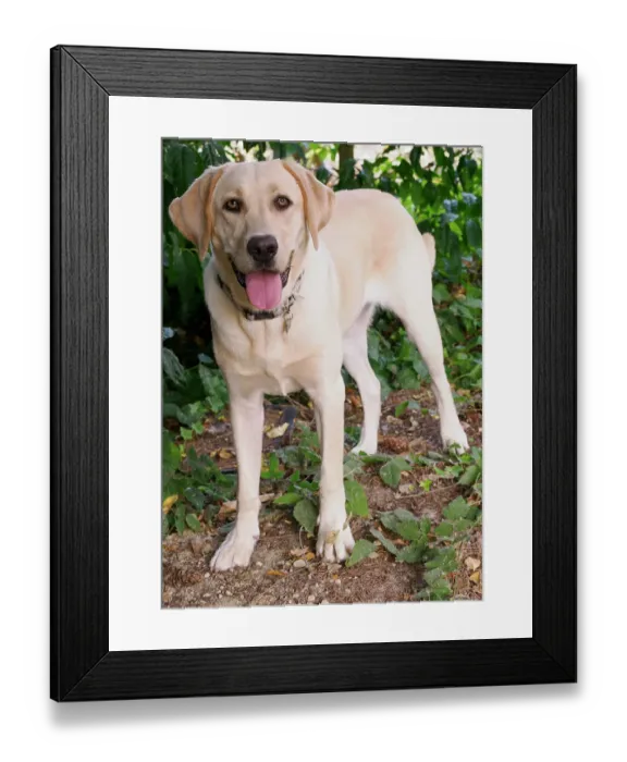 Framed Print : Yellow Labrador dog portrait outdoors Framed Print : Yellow Labrador dog portrait outdoors