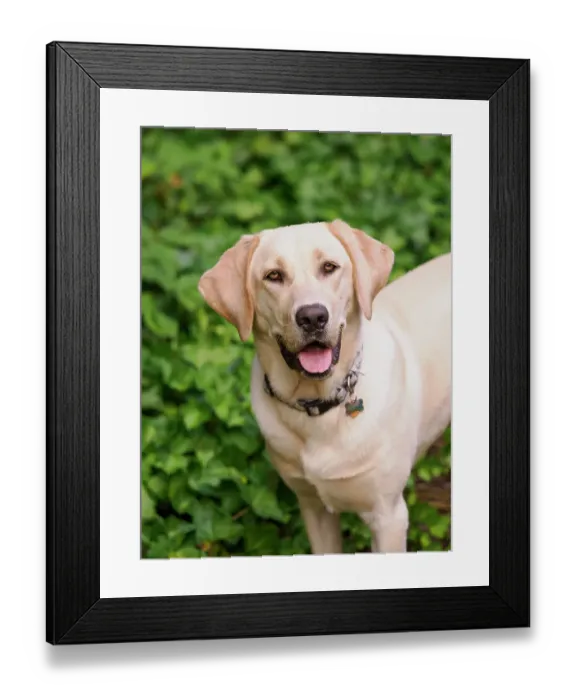 Framed Print : Yellow Labrador dog portrait outdoors