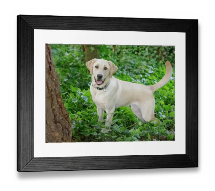 Framed Print : Yellow Labrador dog portrait outdoors Framed Print : Yellow Labrador dog portrait outdoors