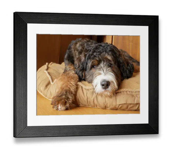 Framed Print : Bernedoodle dog lying on a dog bed Framed Print : Bernedoodle dog lying on a dog bed