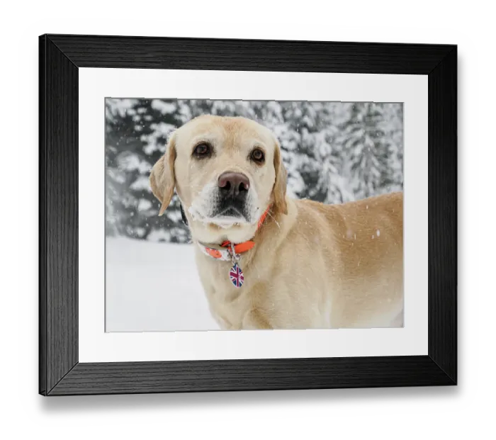 Framed Print : Yellow Labrador portrait outdoors in snow Framed Print : Yellow Labrador portrait outdoors in snow