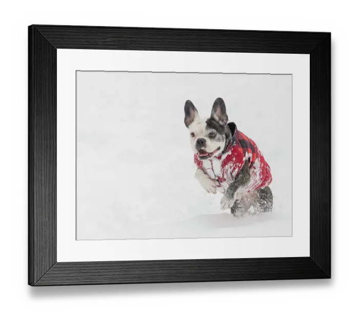 Framed Print : Frenchton dog running in snow