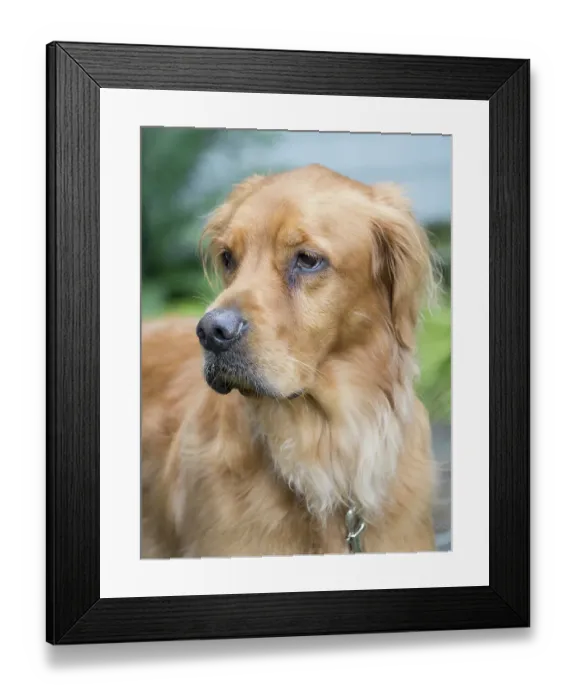 Framed Print : Golden Retriever dog portrait Framed Print : Golden Retriever dog portrait