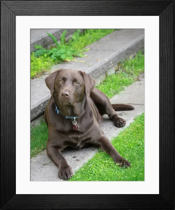 Framed Print : Chocolate Labrador dog portrait Framed Print : Chocolate Labrador dog portrait