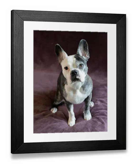 Framed Print : Frenchton dog studio portrait Framed Print : Frenchton dog studio portrait