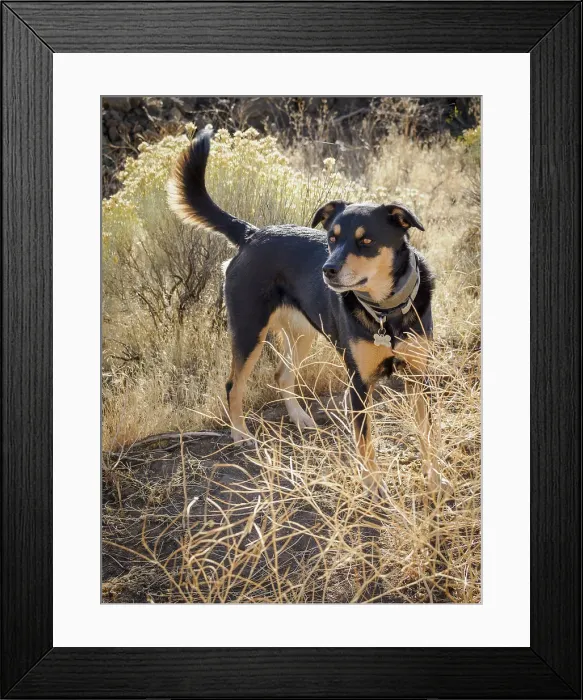 Framed Print : Australian Kelpie dog Framed Print : Australian Kelpie dog