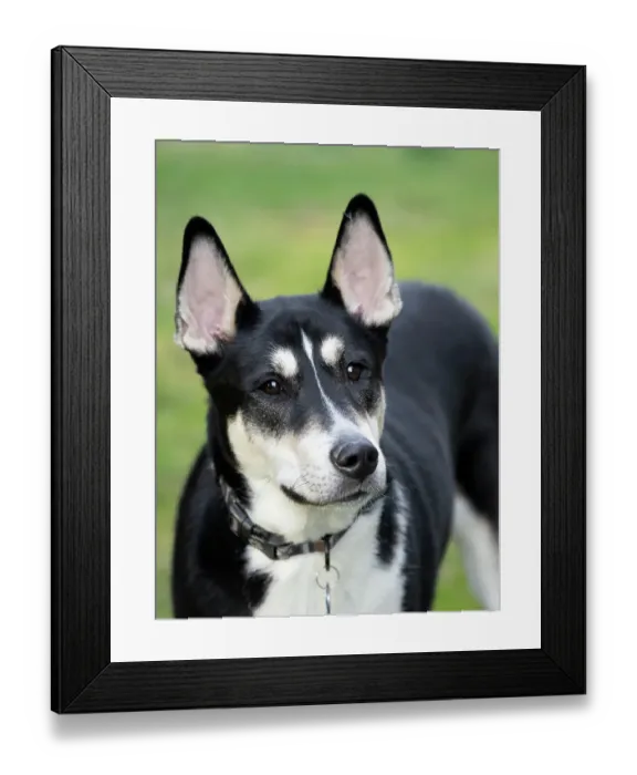 Framed Print : Black and white mixed breed dog portrait Framed Print : Black and white mixed breed dog portrait