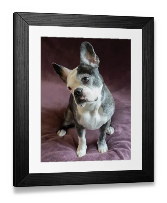 Framed Print : Frenchton dog studio portrait Framed Print : Frenchton dog studio portrait