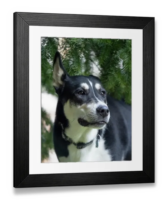 Framed Print : Black and white mixed breed dog portrait