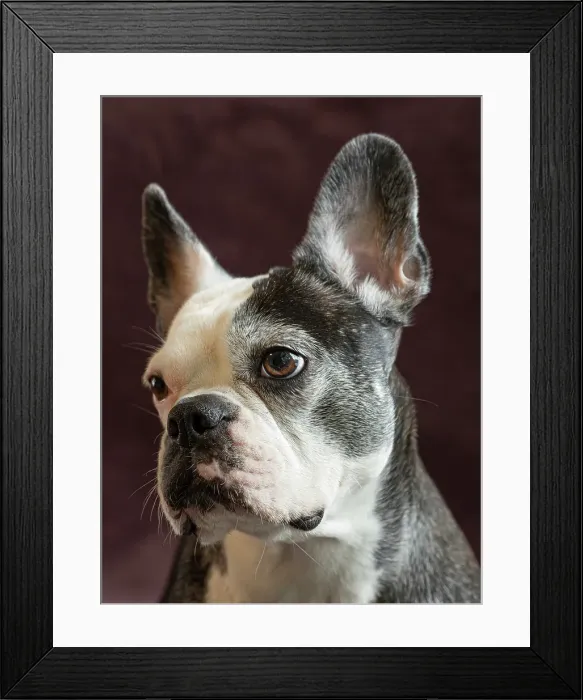 Framed Print : Frenchton dog studio portrait Framed Print : Frenchton dog studio portrait