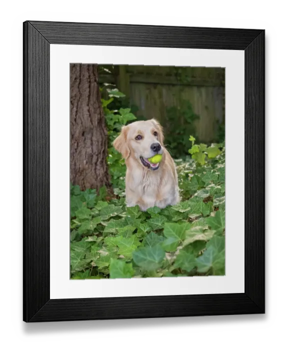 Framed Print : Golden Retriever dog with a tennis ball Framed Print : Golden Retriever dog with a tennis ball