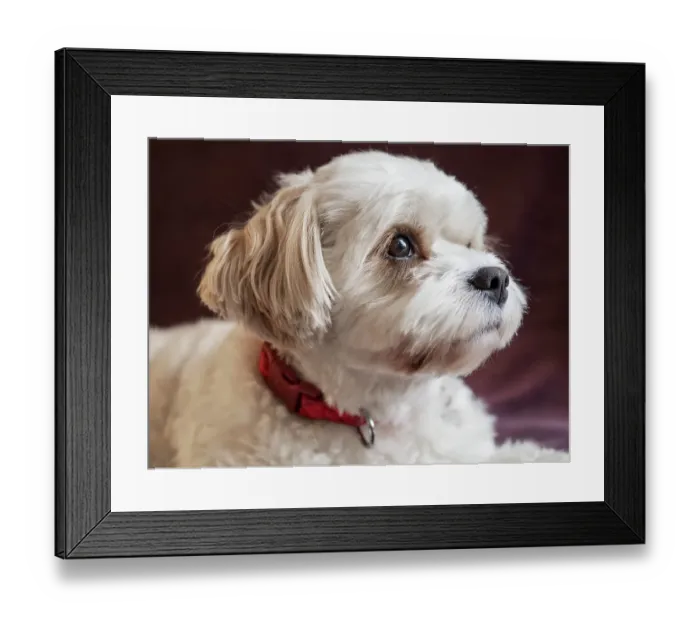 Framed Print : Mixed Coton de Tulear and Cavalier King Charles dog, portrait Framed Print : Mixed Coton de Tulear and Cavalier King Charles dog, portrait