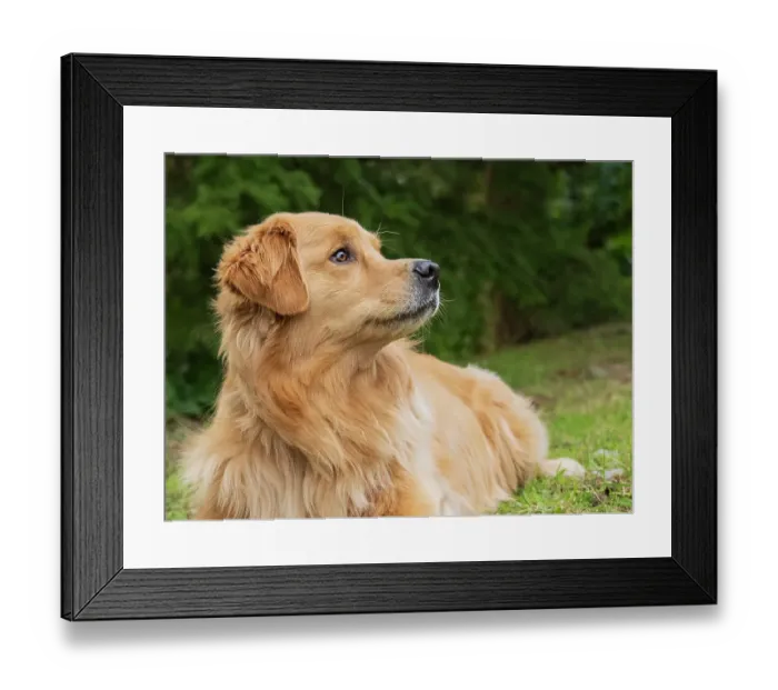 Framed Print : Golden Retriever dog portrait looking alert Framed Print : Golden Retriever dog portrait looking alert