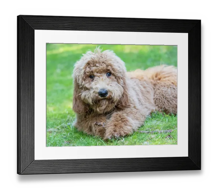 Framed Print : Goldendoodle dog portrait Framed Print : Goldendoodle dog portrait