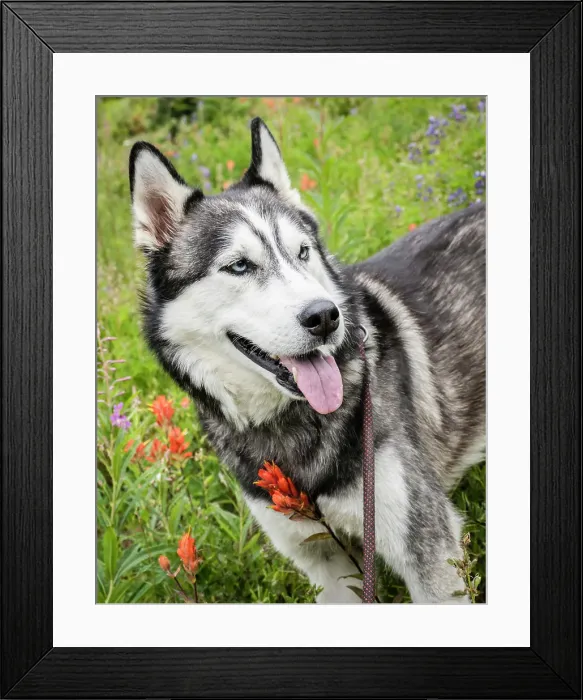 Framed Print : Alaskan Husky dog among wildflowers Framed Print : Alaskan Husky dog among wildflowers