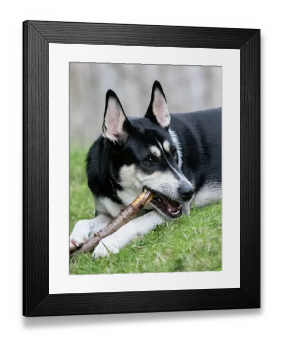 Framed Print : Black and white mixed breed dog portrait, chewing on a stick Framed Print : Black and white mixed breed dog portrait, chewing on a stick