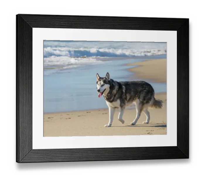 Framed Print : Alaskan Husky dog walking on a beach