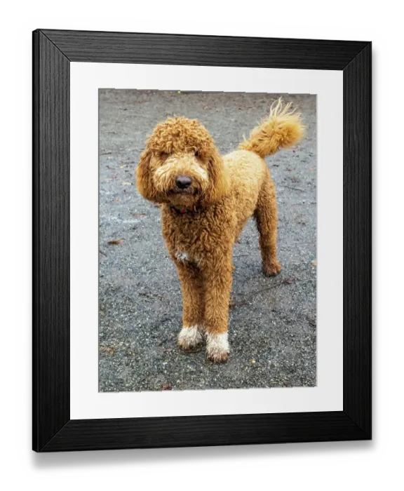 Framed Print : Goldendoodle dog portrait outdoors
