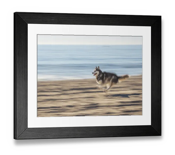 Framed Print : Alaskan Husky dog running on a beach Framed Print : Alaskan Husky dog running on a beach