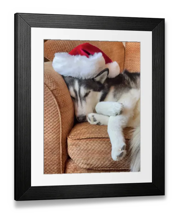 Framed Print : Alaskan Husky sleeping in a Santa hat Framed Print : Alaskan Husky sleeping in a Santa hat