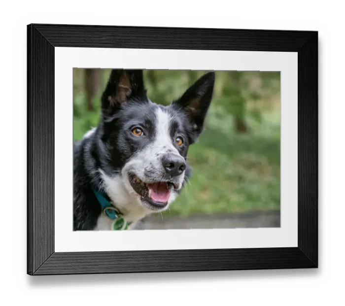 Framed Print : Border Collie dog portrait outdoors Framed Print : Border Collie dog portrait outdoors