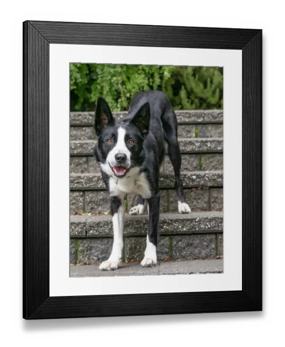 Framed Print : Border Collie dog portrait outdoors
