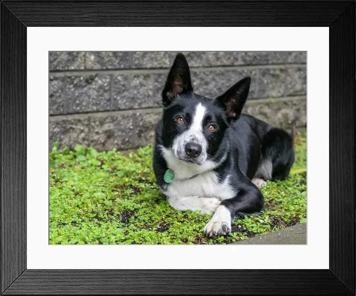 Framed Print : Border Collie dog portrait outdoors