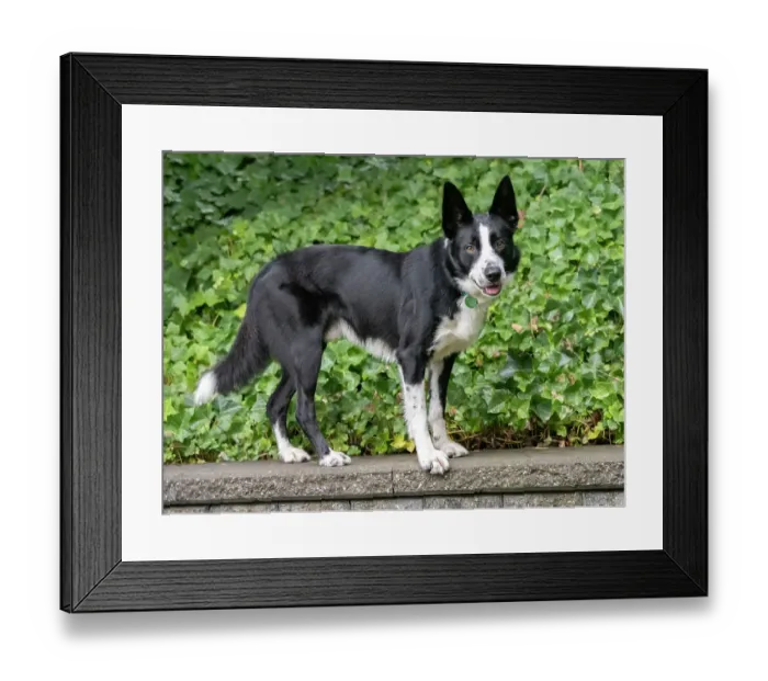 Framed Print : Border Collie dog portrait outdoors