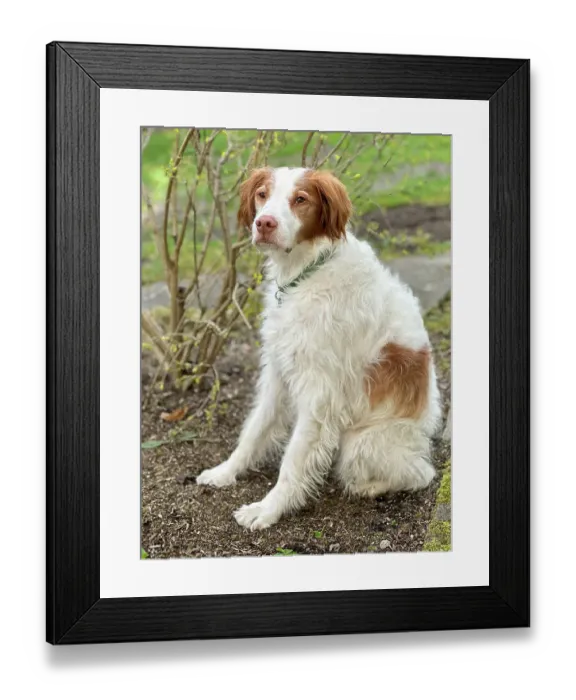 Framed Print : Brittany spaniel dog Framed Print : Brittany spaniel dog