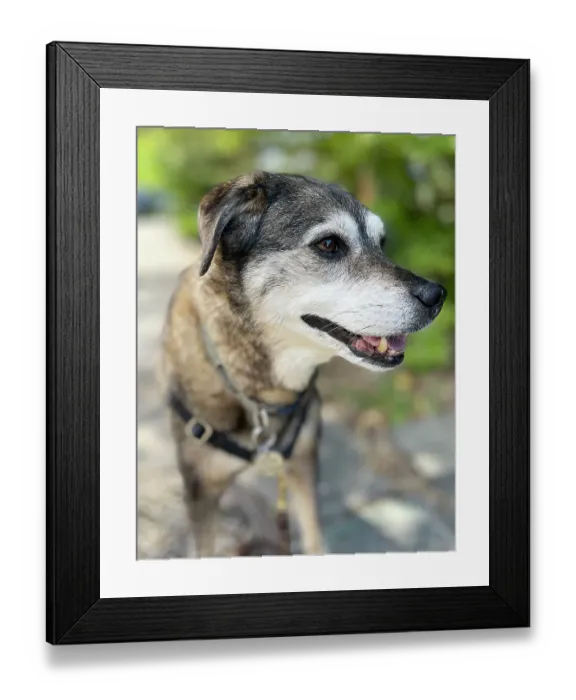 Framed Print : Mixed Jack Russell and Australian Cattle Dog portrait Framed Print : Mixed Jack Russell and Australian Cattle Dog portrait