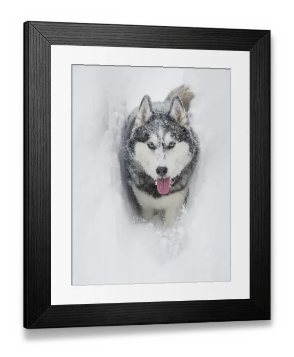 Framed Print : Alaskan Husky dog running through snow