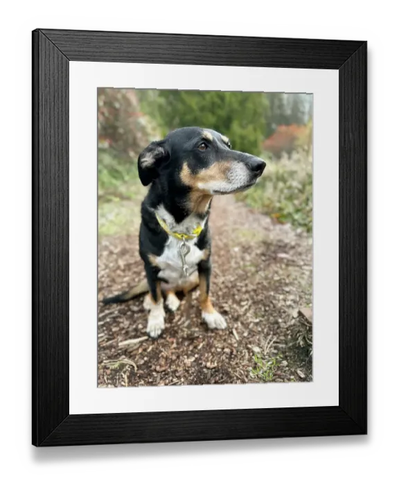 Framed Print : Mixed breed dog sitting on a hiking path Framed Print : Mixed breed dog sitting on a hiking path
