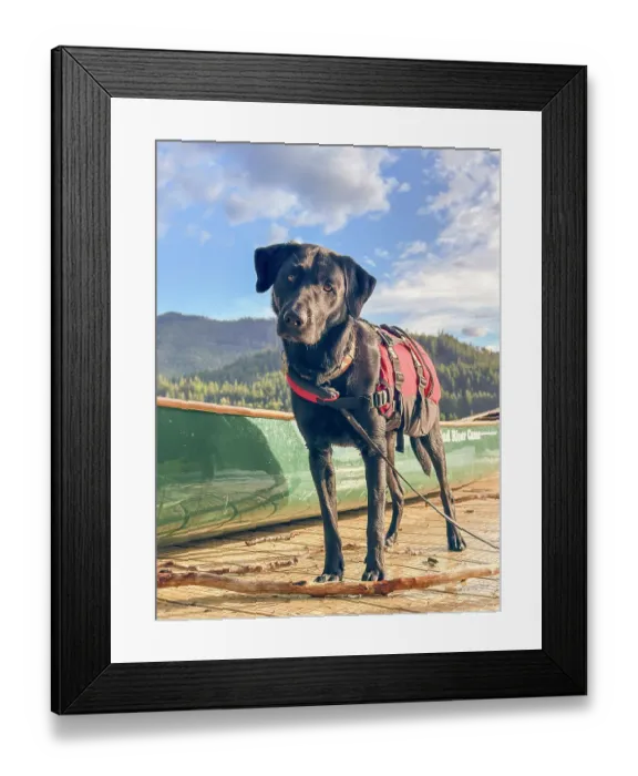 Framed Print : Black Labrador dog portrait outdoors Framed Print : Black Labrador dog portrait outdoors