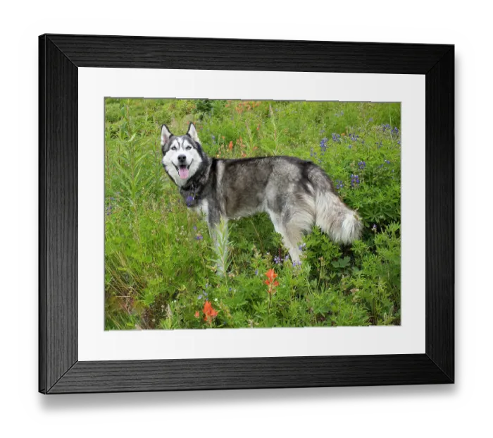 Framed Print : Alaskan Husky dog among wildflowers Framed Print : Alaskan Husky dog among wildflowers