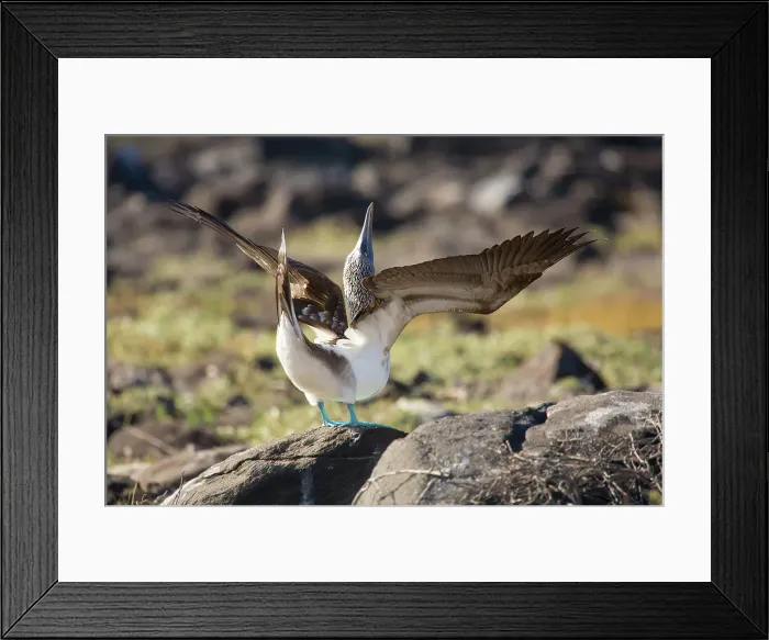 Framed Print : Blue-footed booby spreading the wings. Galapagos Islands, Ecuador