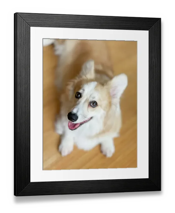 Framed Print : Welsh Corgi dog portrait looking up at camera Framed Print : Welsh Corgi dog portrait looking up at camera