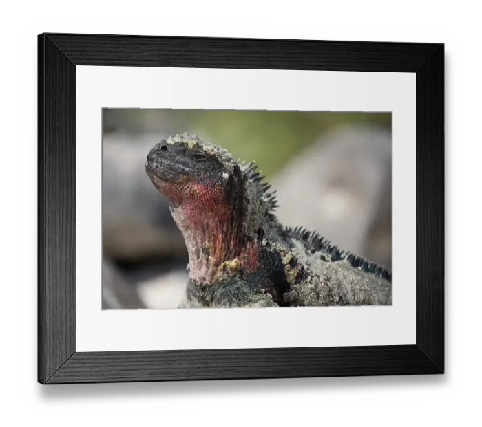 Framed Print : Marine iguana enjoys the sun by sitting on a rock. Galapagos Islands, Ecuador Framed Print : Marine iguana enjoys the sun by sitting on a rock. Galapagos Islands, Ecuador