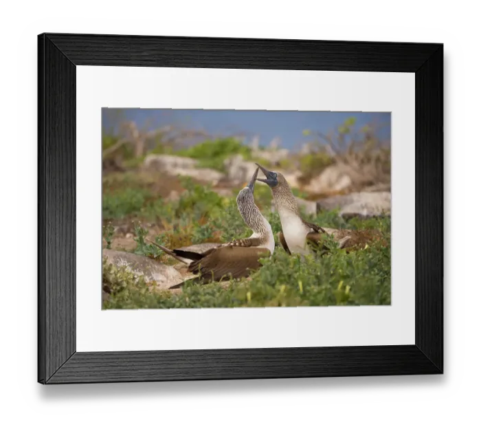Framed Print : Red-footed booby dancing while courting. Galapagos Islands, Ecuador Framed Print : Red-footed booby dancing while courting. Galapagos Islands, Ecuador
