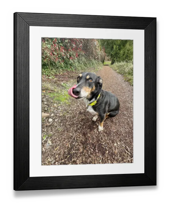 Framed Print : Mixed breed dog sitting on a hiking path licking its nose Framed Print : Mixed breed dog sitting on a hiking path licking its nose