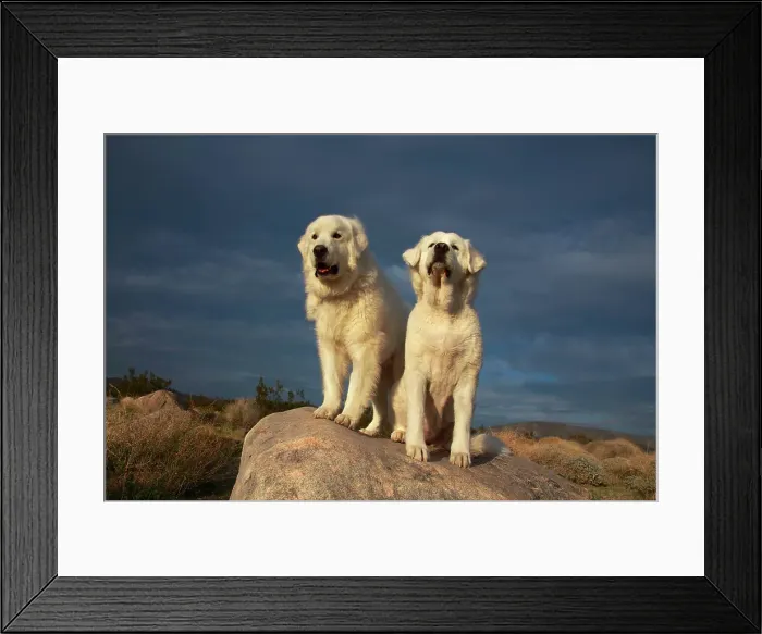 Framed Print : Great Pyrenees on duty Framed Print : Great Pyrenees on duty