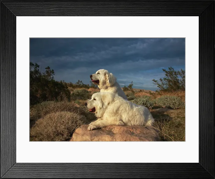 Framed Print : Great Pyrenees on duty Framed Print : Great Pyrenees on duty