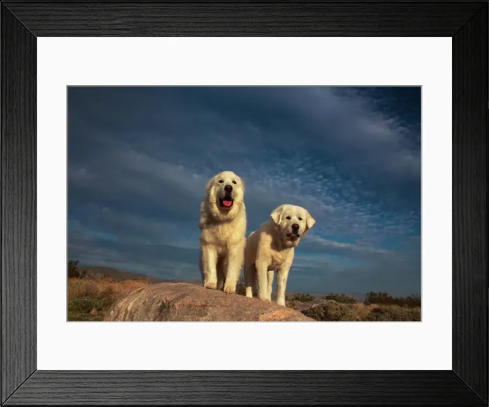 Framed Print : Great Pyrenees on duty Framed Print : Great Pyrenees on duty