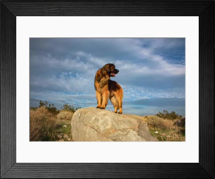 Framed Print : Leonberger on duty Framed Print : Leonberger on duty