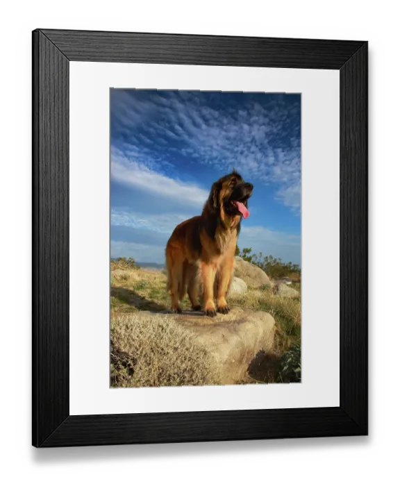 Framed Print : Leonberger on duty Framed Print : Leonberger on duty