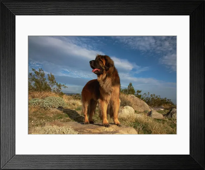 Framed Print : Leonberger on duty Framed Print : Leonberger on duty