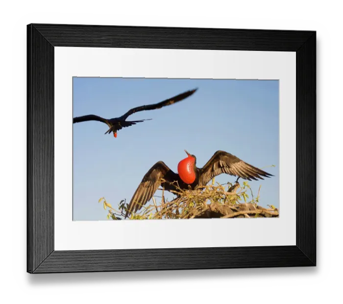 Framed Print : Male frigate bird staying back to guard the nest while showing his colors. Galapagos Islands, Ecuador Framed Print : Male frigate bird staying back to guard the nest while showing his colors. Galapagos Islands, Ecuador