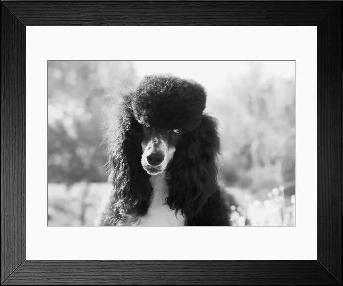 Framed Print : Parti poodle Framed Print : Parti poodle